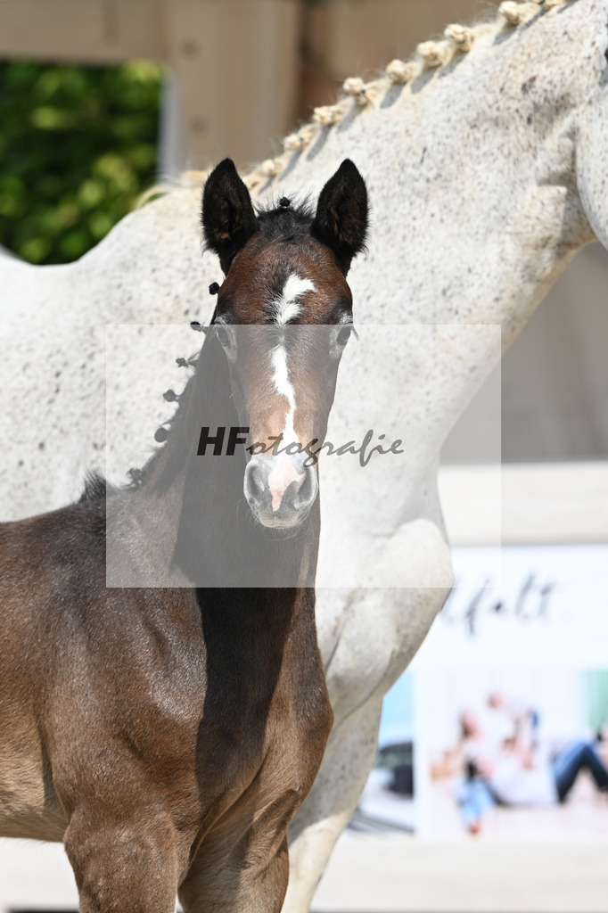 Dia Corrado x Carpalo_HF_Stierle_12250270 | hf-fotografie - Realisiert mit Pictrs.com