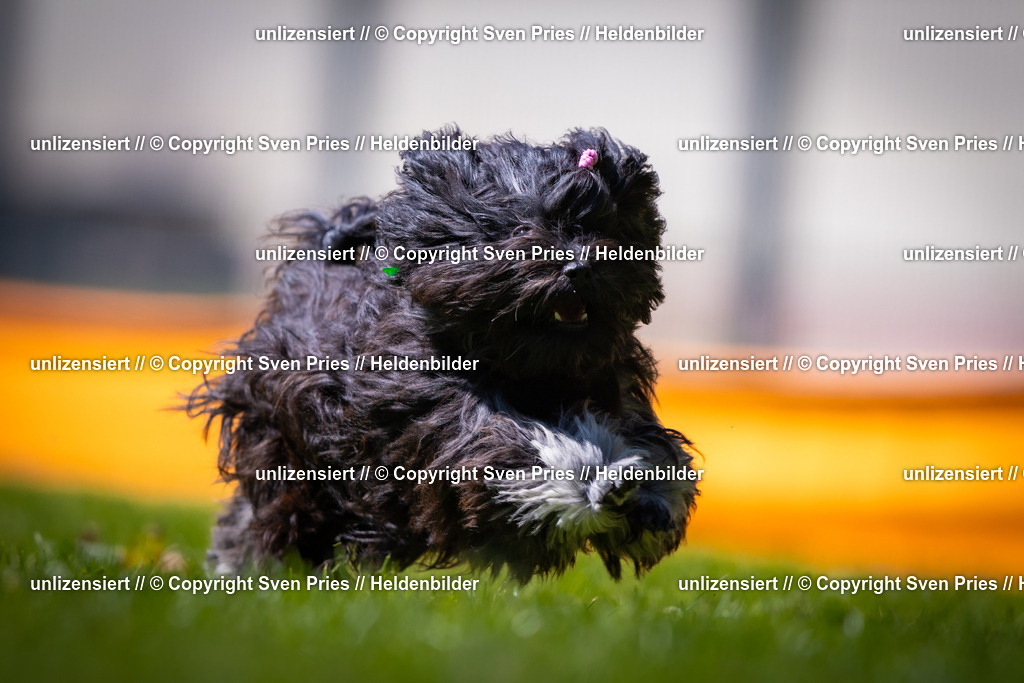 Sven Pries | 2025-08-10 - Hunderennen Durlach - Realisiert mit Pictrs.com