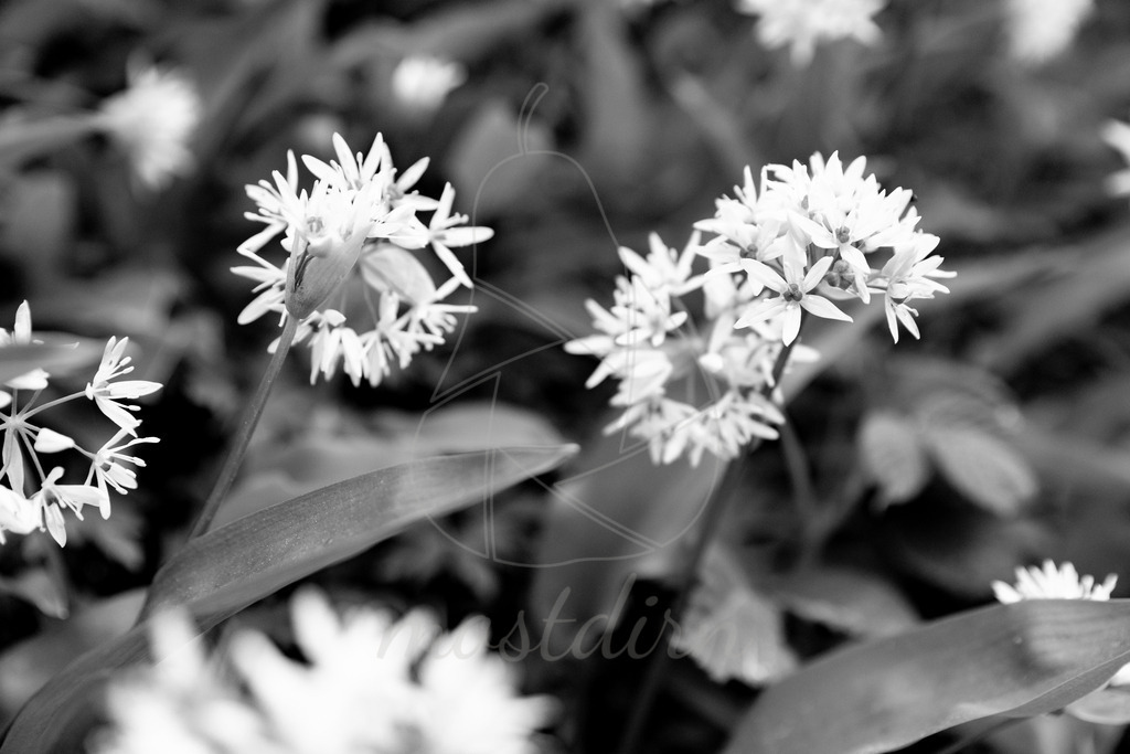 Bärlauchblüte Schwarz Weiß | Ihre Fotografin im Lungau, ihre Fotografin im Mostviertel, Wandbilder Onlineshop, Imagefotos für Ihr Unternehmen,  - Realisiert mit Pictrs.com