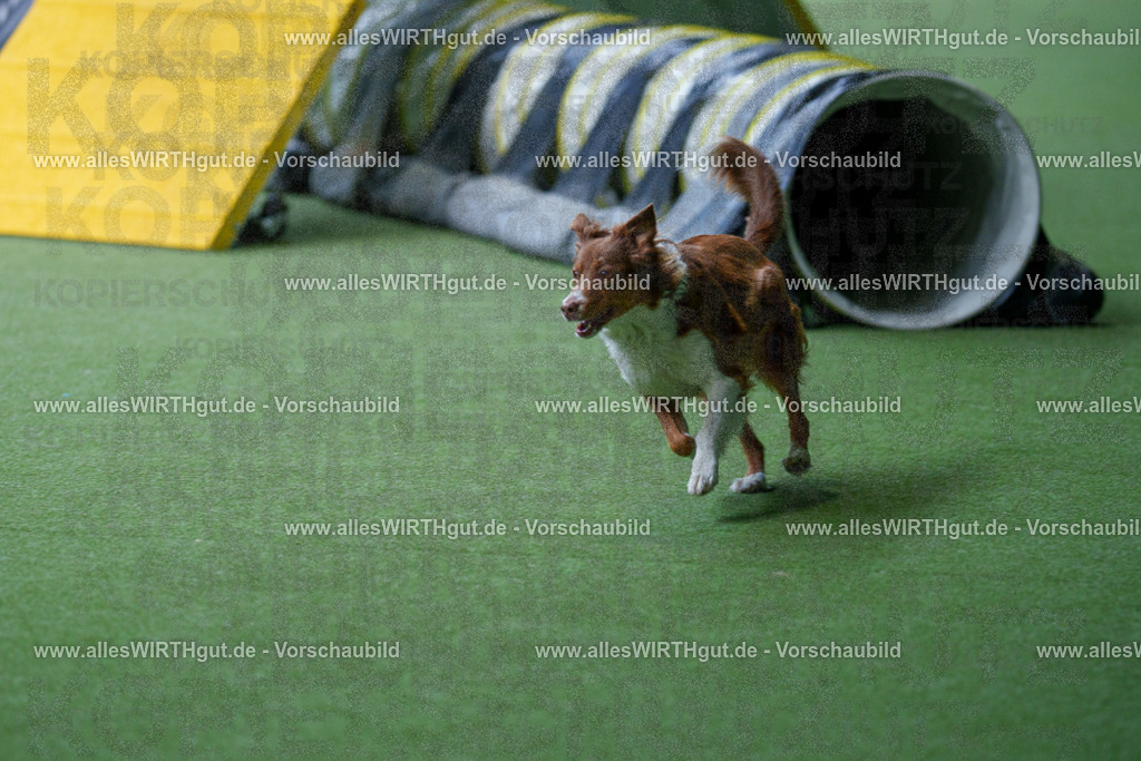 @allesWIRTHgut_Tierfotografie - www.allesWIRTHgut.de - 2604251226-7R501764 | Professionelle Tierfotografie in Mönchengladbach von Daniel Wirth (allesWIRTHgut). Liebevolle & natürliche Bilder von Hunden & Katzen für unvergessliche Erinnerungen.