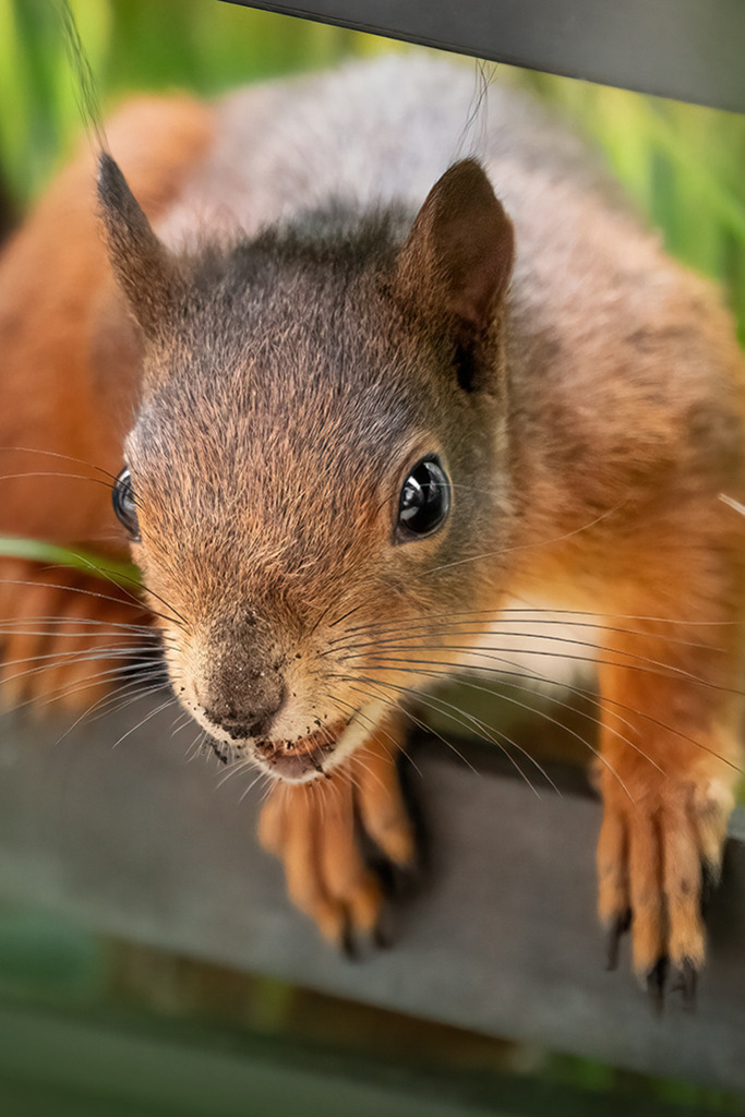 Eichhörnchen (red squirrel) | Deutschland | WILD﻿﻿LIFE · NATURE | just﻿love · justSOMEWHERE · just poster | ﻿POSTER | LEINWAND | FINEART | HOLZDRUCK | FOREX-FOTODRUCK | ALU-DIBOND | ACRYLGLAS | WILD'N FREE | germany | the netherlands | kenya | vietnam | egypt | wildtiere | eichhörnchen - Realisiert mit Pictrs.com