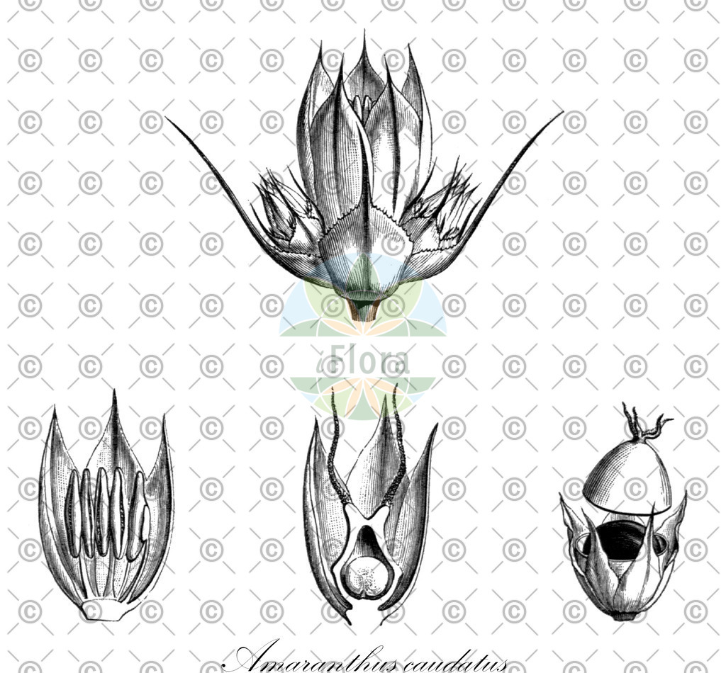 HistAbb_wfo-0000530136_1_ENZY_Simple | Historische Abbildung von Amaranthus caudatus - Amaranthaceae (Hängender Fuchsschwanz) | Historical Illustration of Amaranthus caudatus - Amaranthaceae (love-lies-bleeding;purple amaranth;foxtail amaranth)