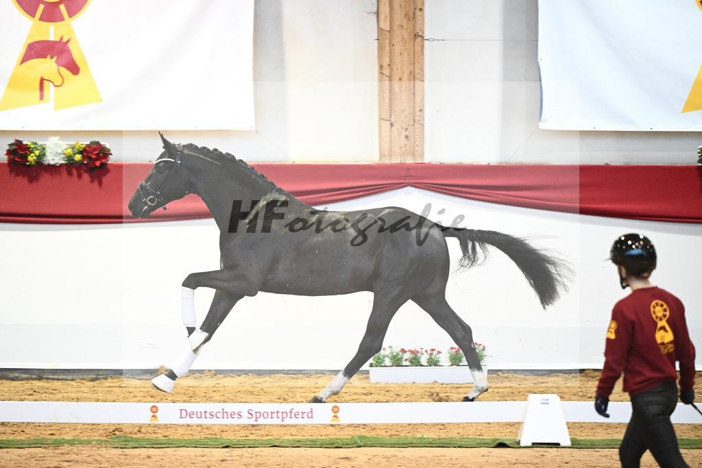 Kat-Nr. 49 Springbank II VH x Dante Weltino_Winklmaier_43232080 | hf-fotografie - Realisiert mit Pictrs.com