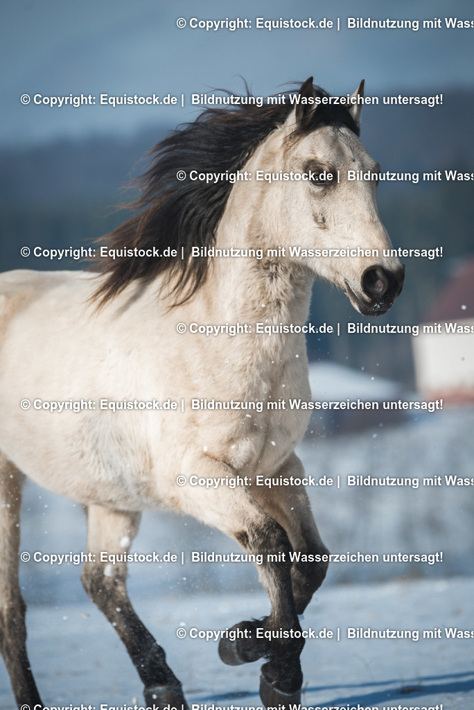 TS_20170129_Winterbilder_Falbe_0008 | Foto: Thomas Hartig