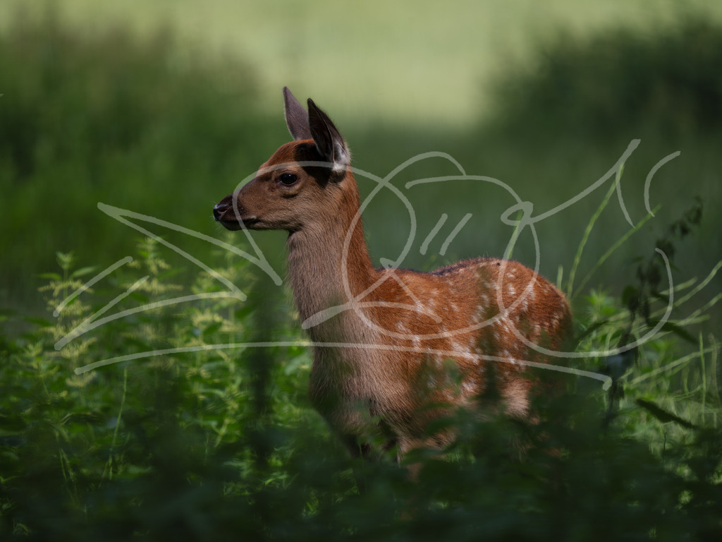Shika | Naturschönheiten aus Deutschland. Pflanzen und Tiere, Insekten und Naturschauspiele. Alle schönen Details, die uns umgeben, fotografiert von Michi Moc.  - Realisiert mit Pictrs.com