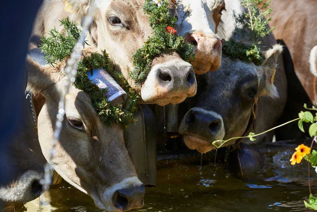 Alptag in Schwarzenberg | Schwarzenberg, Austria - September 08, 2015: Alptag in Schwarzenberg; Kühe am Dorfbrunnen stehend. - Realisiert mit Pictrs.com