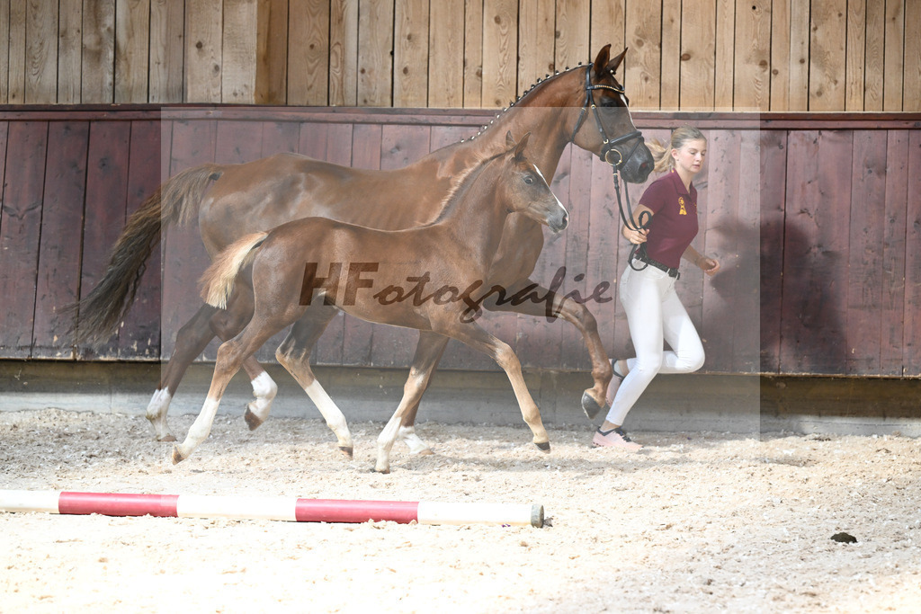 Kat-Nr. 22 SF Succession x Franziskus_Seiler_32240422 | hf-fotografie - Realisiert mit Pictrs.com