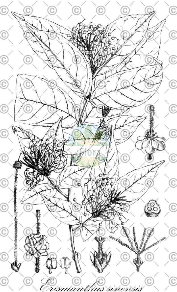 HistAbb_EMP_109802_5_ALPEN_Simple | Historische Abbildung von Erismanthus sinensis - Euphorbiaceae | Historical Illustration of Erismanthus sinensis - Euphorbiaceae