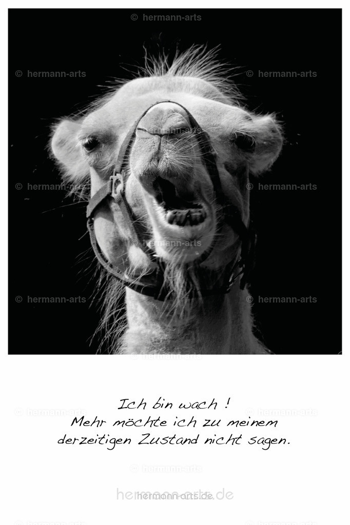 PK_Zitate_10x15_BW-166 | Photo Foto Kunst Art schwarzweiss Bilder Rheine Münster Berlin Blumen 