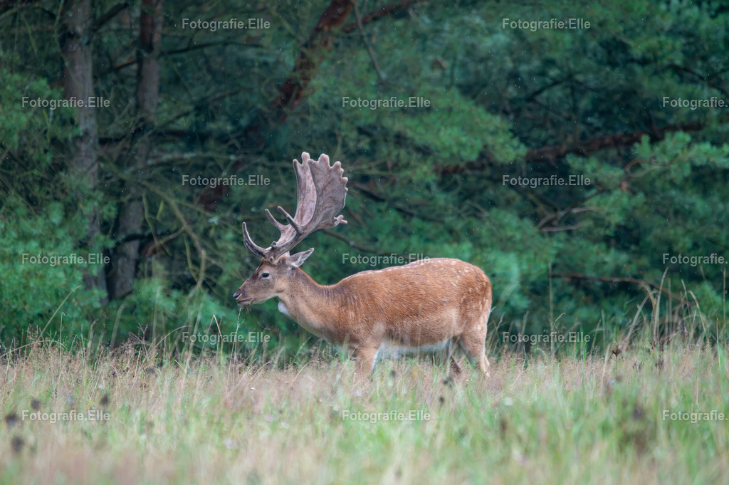 Z62_3214 | Fotografie Elle - Realisiert mit Pictrs.com
