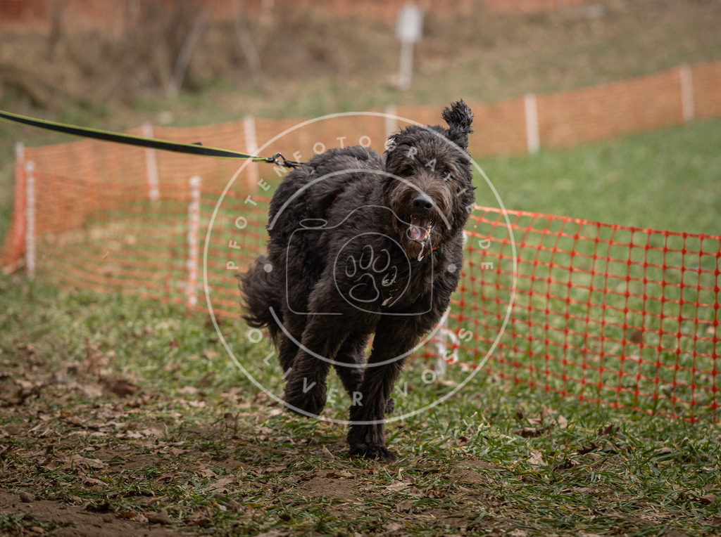 Pfotenfotografie_DV3A0658 | Hundefotografie, Tierfotograf, Pfotenfotografie, Fotoshooting Hund, Hunde Portrait, Hundesport, Hundeportraits, Heideshooting, Hunde, Sportfotograf, Hundefotograf, Turnierhundsport, THS,  - Realisiert mit Pictrs.com