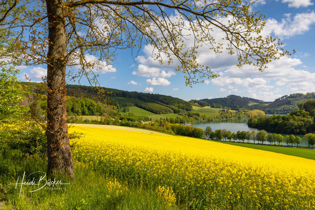 Rapsfeld am Hennesee | Rapsfeld bei Mielinghausen am Hennesee
 - Realisiert mit Pictrs.com
