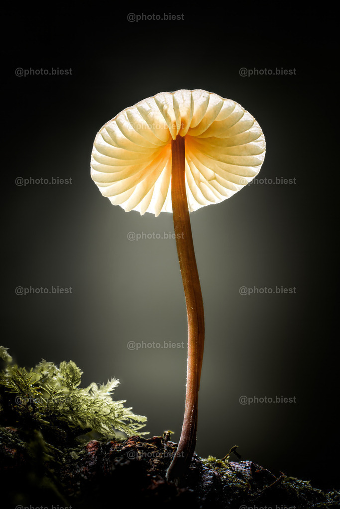 Leuchtschirm | Ein wunderbarer, kleiner Pilze mit leuchtenden Lamellen. - Realisiert mit Pictrs.com