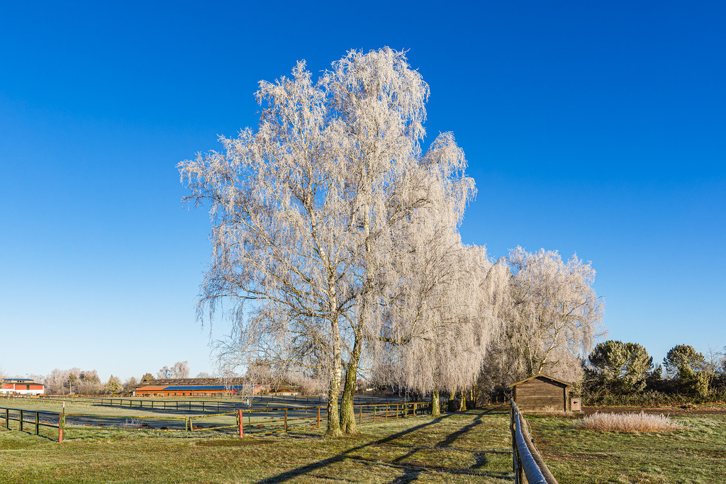 Bäume mit Raureif und Pferdekoppel im Winter in Biestow | Bäume mit Raureif und Pferdekoppel im Winter in Biestow.