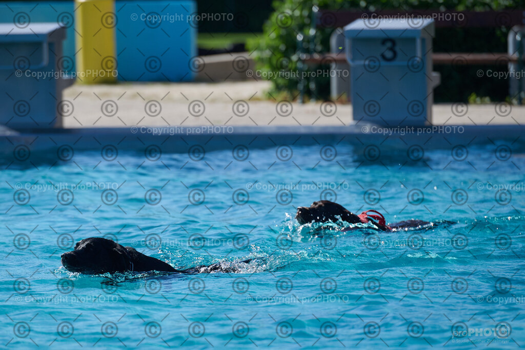 136_202509_4Hundebadetag_NZ9_2551 | proPHOTO - Realisiert mit Pictrs.com