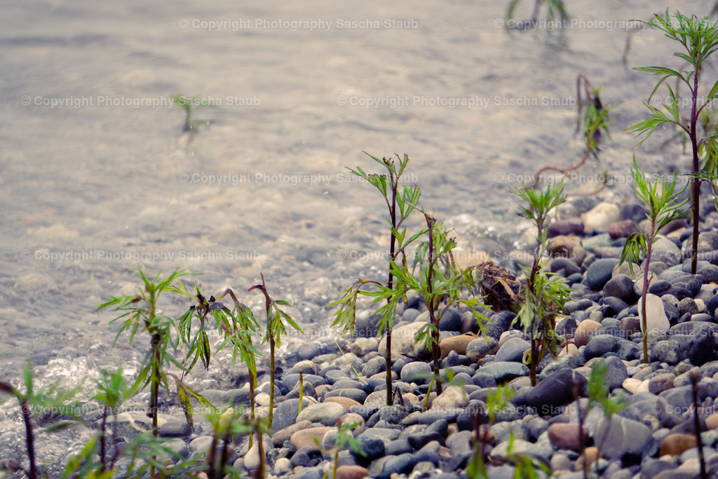 Pflanzen am Kiesufer | Willkommen im Shop von Photography Sascha Staub. Hier findest du alle Fotos und Medieninhalten von Sascha Staub. In diesem Shop kannst du Lizenzen zu den Fotos, Drucke und Gutscheine für den Shop erwerben.  - Realisiert mit Pictrs.com