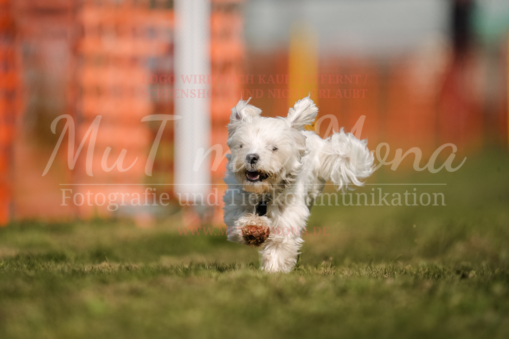 20250928_Hunderennen-622 | MuT (Mensch und Tier) mit Mona - Fotografie und Tierkommunikation - Realisiert mit Pictrs.com