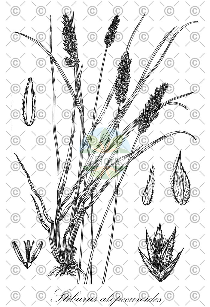 HistAbb_wfo-0000497527_1_ENZY_Simple | Historische Abbildung von Stiburus alopecuroides - Poaceae | Historical Illustration of Stiburus alopecuroides - Poaceae