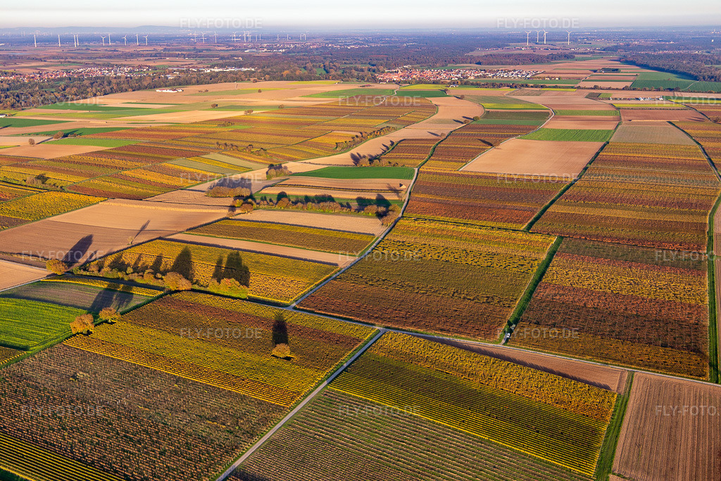 Luftbild: Weinberge der südlichen Wienstraße im Herbstlaub im Ortsteil Mühlhofen in Billigheim-Ingenheim im Bundesland Rheinland-Pfalz in Deutschland. Foto: IMG_143702.jpg vom 25.10.2024 durch Werner Riehm/FLY-FOTO.de