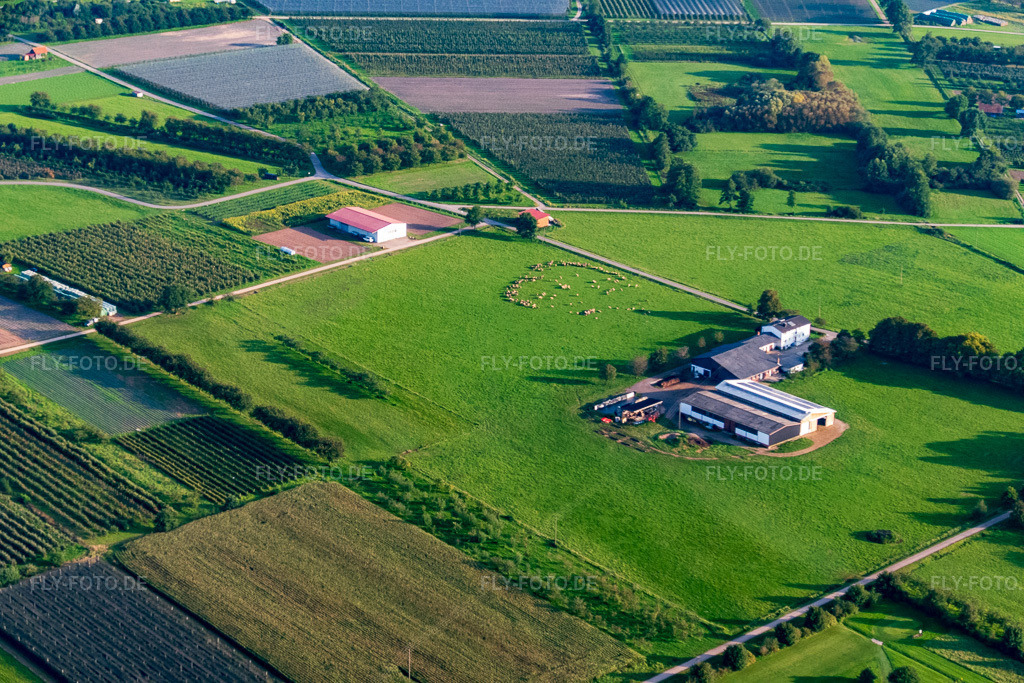 Luftbild: Schäferei Krässig mit Schafweide im Ortsteil Erlach in Renchen im Bundesland Baden-Württemberg in Deutschland. Foto: P1010103.jpg vom 15.09.2014 durch Werner Riehm/FLY-FOTO.deAuflösung des Originals: 5472 x 3648 px