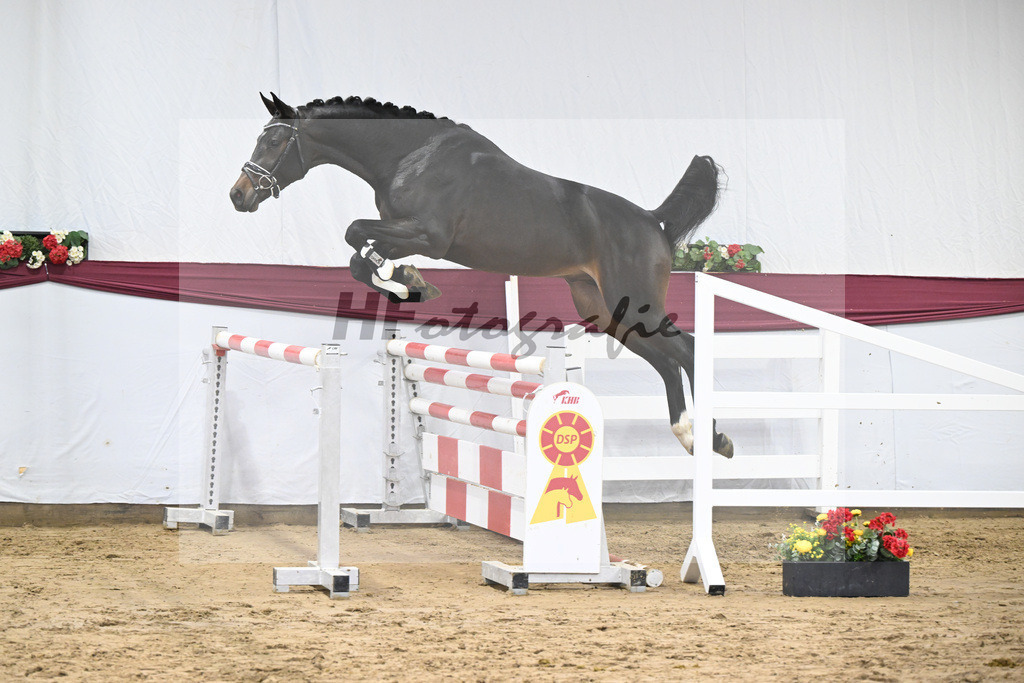 Kat-Nr. 78 Conthalou x Cornet Obolensky_Benjamin Maier_47252737 | hf-fotografie - Realisiert mit Pictrs.com