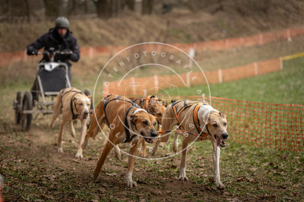 Pfotenfotografie_DV3A8137 | Hundefotografie, Tierfotograf, Pfotenfotografie, Fotoshooting Hund, Hunde Portrait, Hundesport, Hundeportraits, Heideshooting, Hunde, Sportfotograf, Hundefotograf, Turnierhundsport, THS,  - Realisiert mit Pictrs.com