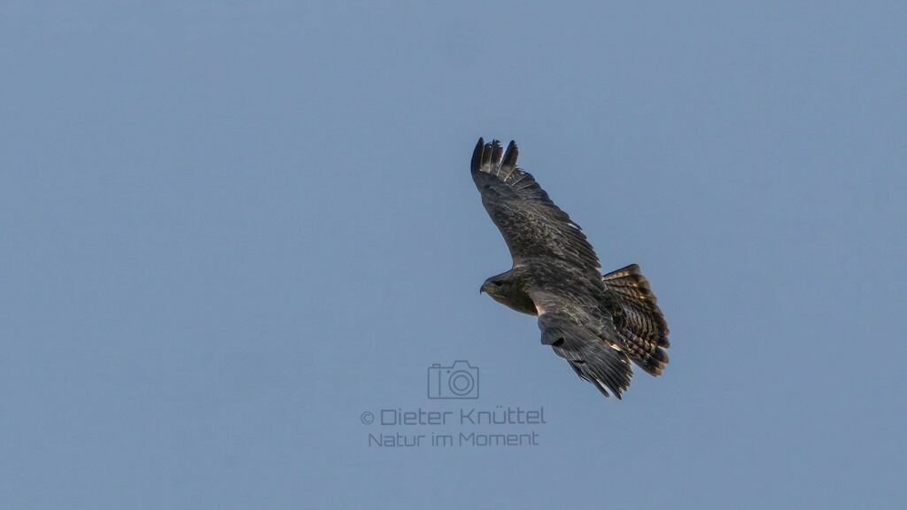 P1004506-Bearbeitet-2024-LR | Natur im Moment - Realisiert mit Pictrs.com