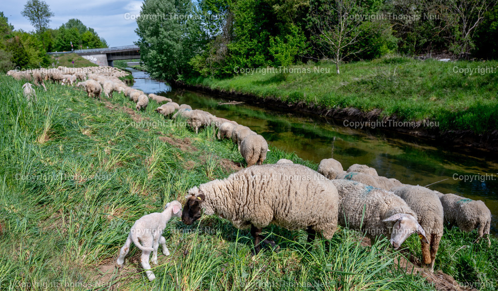 Schafherde-Weschnitzt-Lorsch-Fotografie-Thomas-Neu3-Bearbeitet Kopie | Eine friedlich grasende Schafherde an der Weschnitz in Südhessen. Das Motiv verbindet Natur, ländliche Idylle und die typische Landschaft der Bergstraße.,Bild: THomas Neu