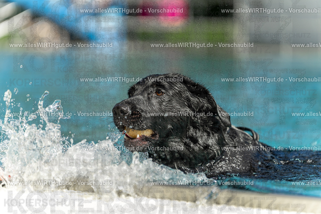 Hundeschwimmen_Volksbad_2026-allesWIRTHgut_Tierfotografie-2609061514-7R501323 | Professionelle Tierfotografie in Mönchengladbach von Daniel Wirth (allesWIRTHgut). Liebevolle & natürliche Bilder von Hunden & Katzen für unvergessliche Erinnerungen.