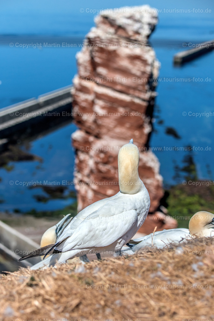Helgoland Bastölpel_ELS_3367030818 | Helgoland - Aufnahmedatum: 03.08.2018, Aufnahmehöhe:  m, Koordinaten:  - , Bildgröße: 4870 x  7305 Pixel - Copyright 2018 by Martin Elsen, Kontakt: Tel.: +49 157 74581206, E-Mail: info@schoenes-foto.deSchlagwörter:Schleswig-Holstein,Landkreis Pinneberg,Düne,Hochseeinsel,Börteboote,Meer,Küste,Halunder,Oberland,Unterland,Strand,Seehunde,Robben,Lange Anna,Felsen,Roter Felsen,Luftbild,Luftbilder,Bastölpel - Realisiert mit Pictrs.com