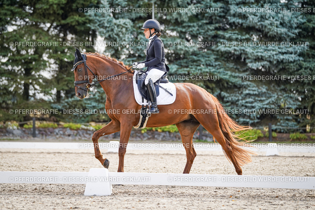 DSC00718 | Pferdegrafie