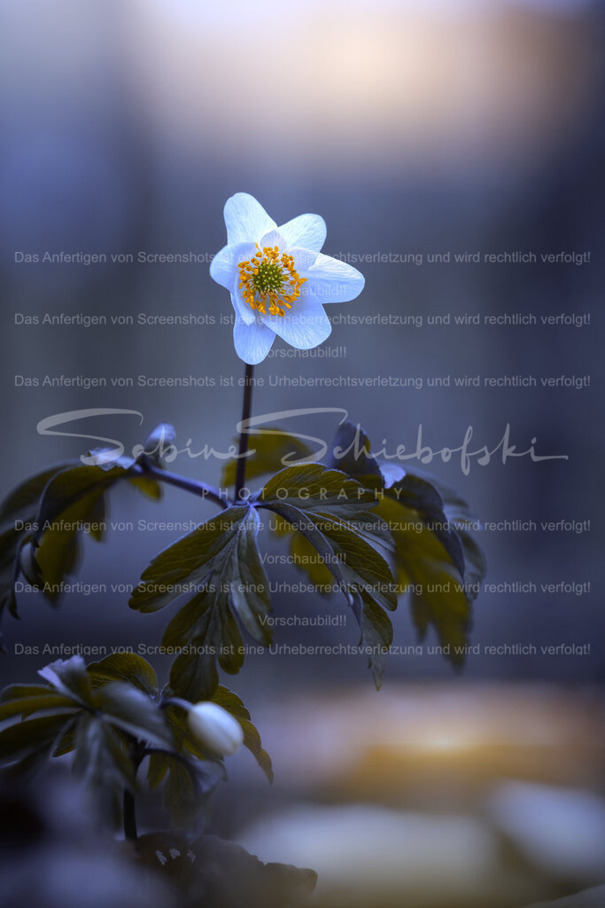 Zarte Schönheit – Buschwindröschen | Ein zartes Buschwindröschen (Anemone nemorosa) im sanften Licht eines frühen Frühlingsmorgens.Umgeben von kühlen Waldtönen und einer ruhigen, weichen Hintergrundstimmung entsteht ein stiller Moment, der die fragile Schönheit des erwachenden Waldes einfängt.Diese Naturaufnahme zeigt die besondere Atmosphäre der ersten Frühlingsblüten und die ruhige Eleganz der heimischen Waldflora.Ideal als hochwertiger Natur-Print oder Wandbild, um Wohnräume, Büros oder Praxisräume mit einer beruhigenden, natürlichen Atmosphäre zu bereichern. - Realisiert mit Pictrs.com