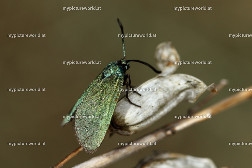 Adscita statices-002 | Das Bilderarchiv über Tiere, Planzen und Landschaften. In der Bilddatenbank finden Sie ein große Auswahl an hochwertigen Bilder für Ihre Werbung - Realisiert mit Pictrs.com