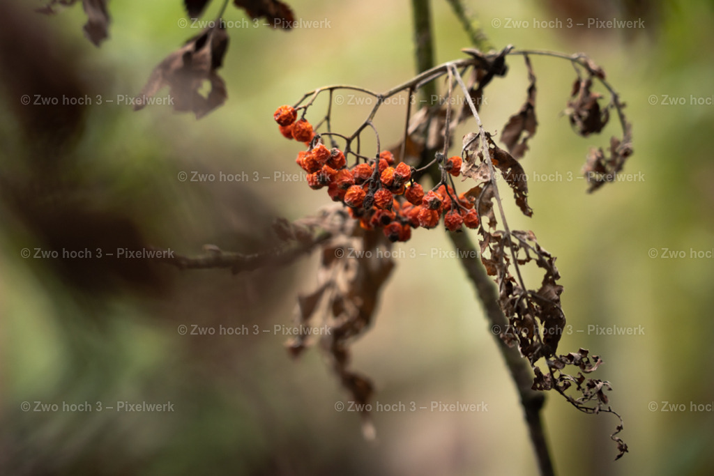 Obere_Affensteinpromenade_Nahe_Rollenturm_Eberesche_Frucht | 2022-09-02_Waldbrandgebiete_2 - Realisiert mit Pictrs.com