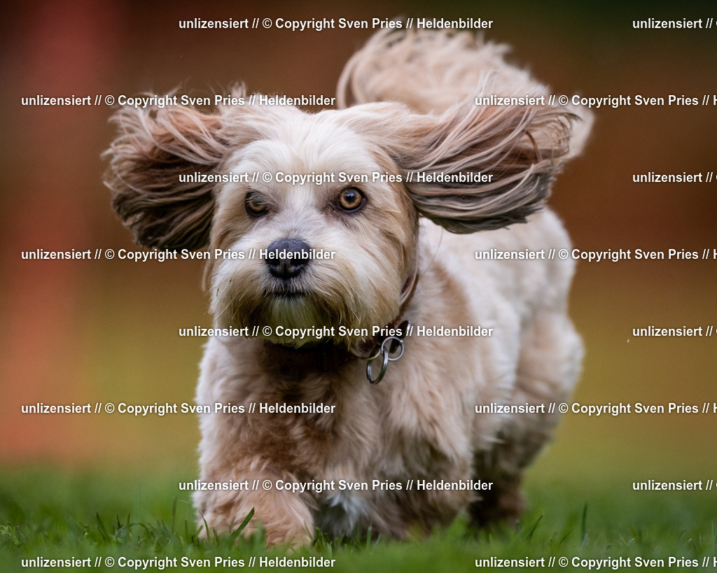 Sven Pries | 2024-04-21 - Hunderennen Baden-Oos
Foto: Sven Pries - Realisiert mit Pictrs.com