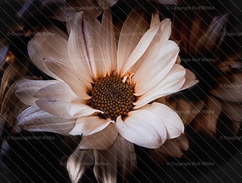 Idylle Blume | Rolf Wittke  - Realisiert mit Pictrs.com