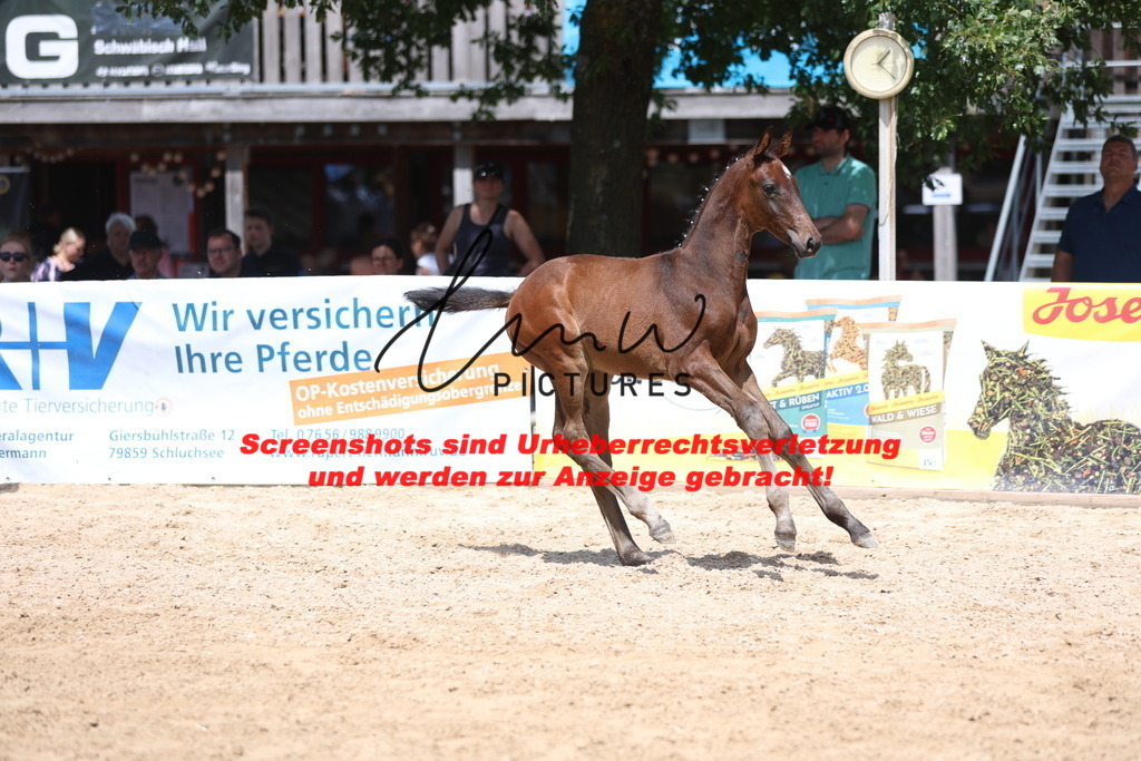 Fohlenschau_Schwäbisch_Hall_springbetonte_Fohlen_KN 23_14 | lmwpictures - Realisiert mit Pictrs.com