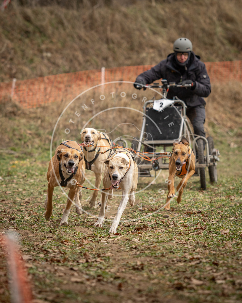 Pfotenfotografie_DV3A8094 | Hundefotografie, Tierfotograf, Pfotenfotografie, Fotoshooting Hund, Hunde Portrait, Hundesport, Hundeportraits, Heideshooting, Hunde, Sportfotograf, Hundefotograf, Turnierhundsport, THS,  - Realisiert mit Pictrs.com