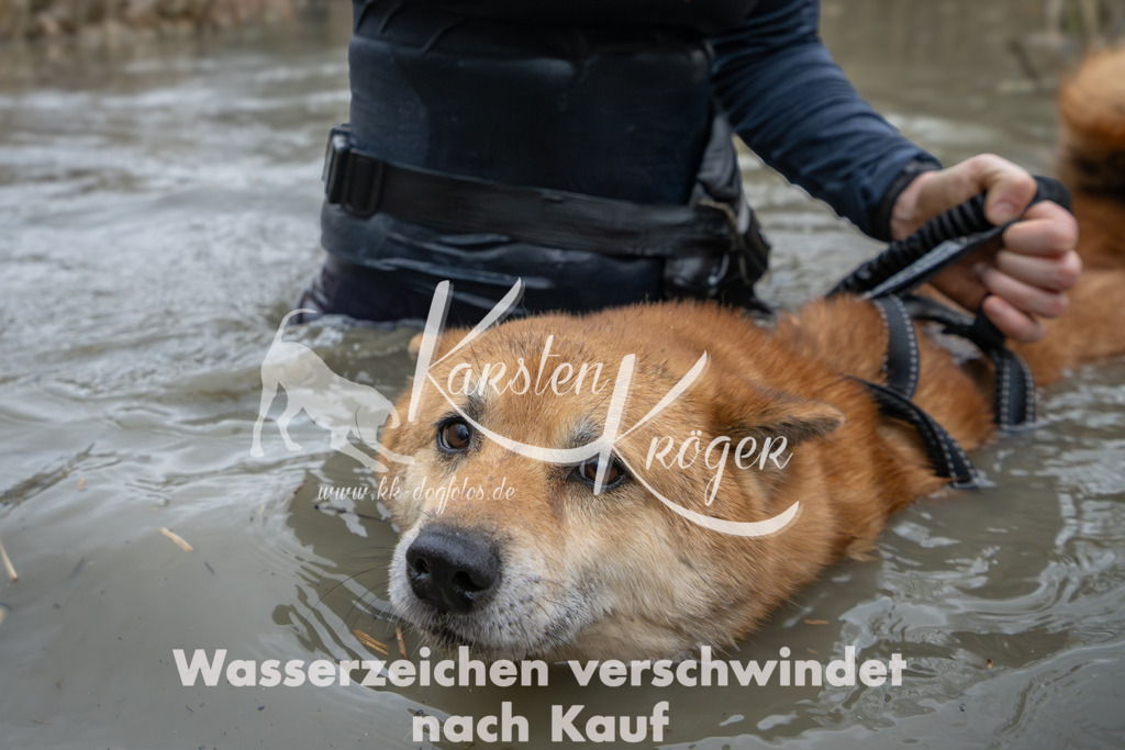 1340_ZZ91411 | kk-dogfotos