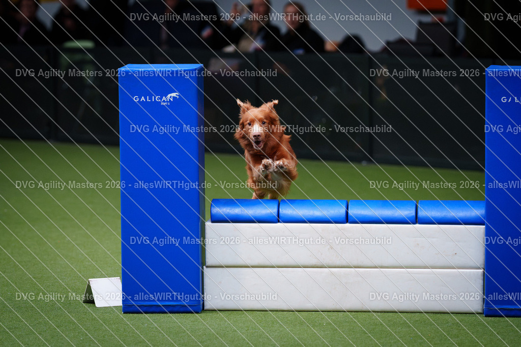 allesWIRTHgut_Tierfotografie-DVG_Agility_Masters_2026-13_39-7R509798 | Professionelle Tierfotografie in Mönchengladbach von Daniel Wirth (allesWIRTHgut). Liebevolle & natürliche Bilder von Hunden & Katzen für unvergessliche Erinnerungen.