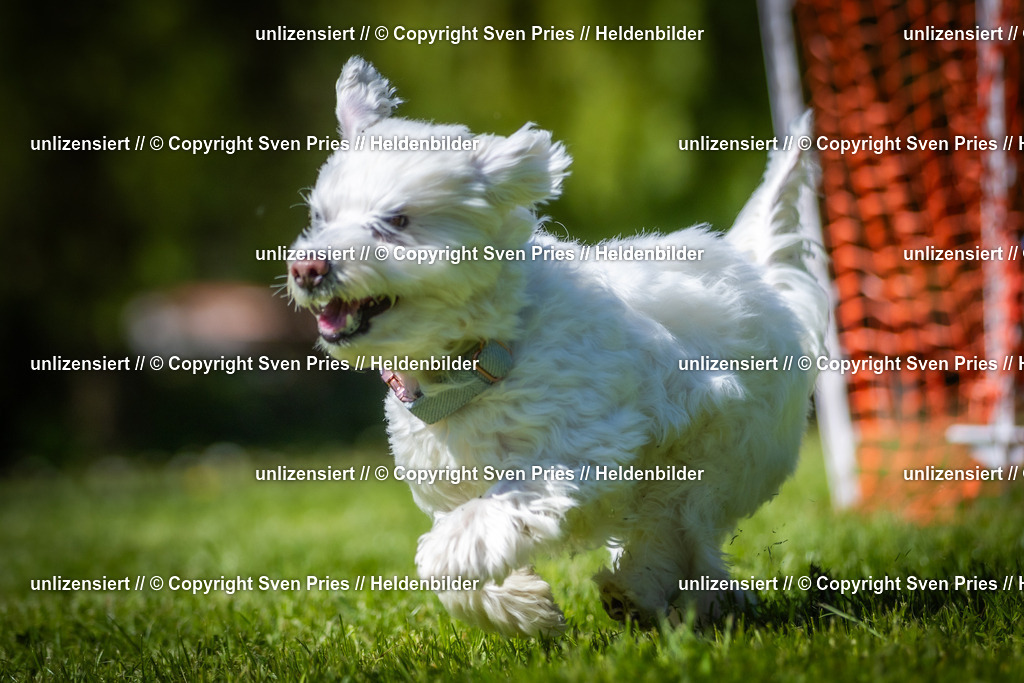 Hunderennen_April_2026_715 | 2026-04-26 - Hunderennen Baden-Oos April 2026 - Realisiert mit Pictrs.com