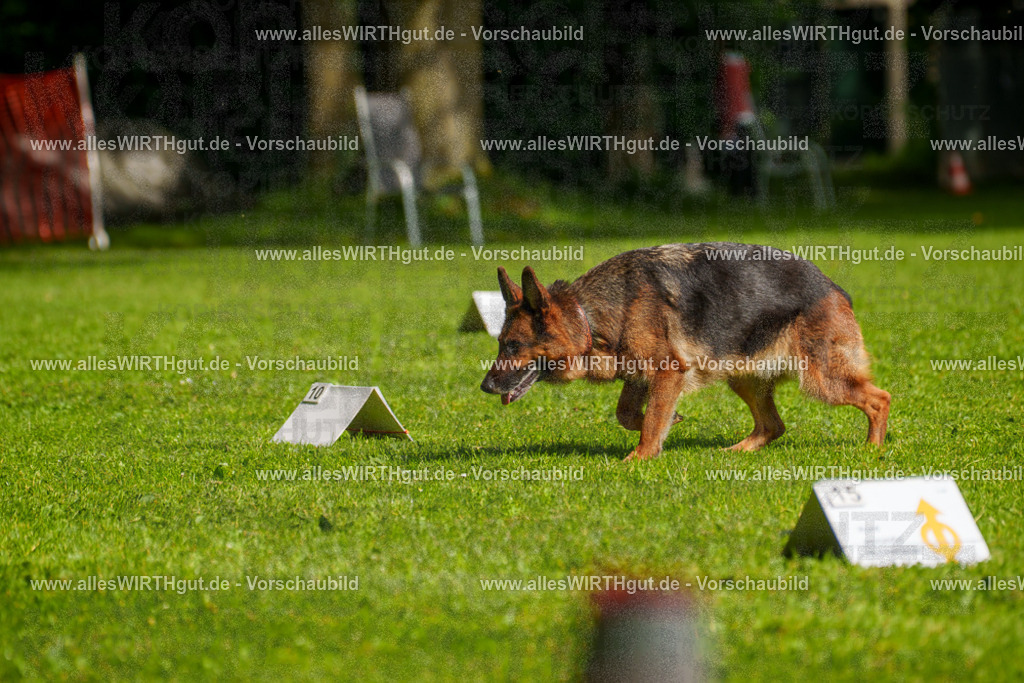 @allesWIRTHgut_Tierfotografie - www.allesWIRTHgut.de - 7R502438 | Professionelle Tierfotografie in Mönchengladbach von Daniel Wirth (allesWIRTHgut). Liebevolle & natürliche Bilder von Hunden & Katzen für unvergessliche Erinnerungen.