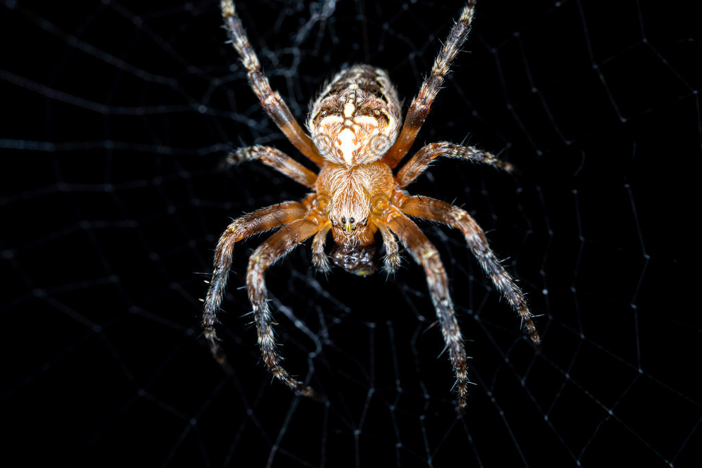 Kreuzspinne | Eine Kreuzspinne im Spinnennetz.