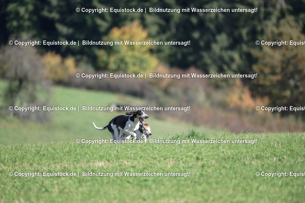 20251011_Jagd-Marbach_0375 | Foto: Thomas Hartig