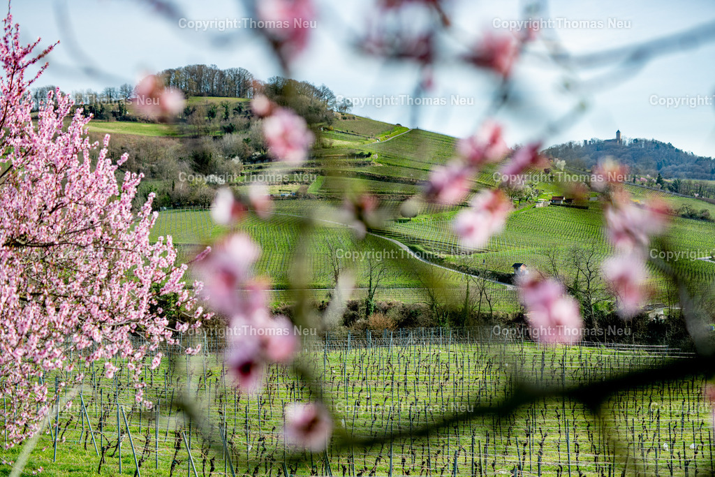 Mandelbluete-Bergstrasse-Weinberge-Fruehling-hessische-bergstrasse-Bensheim-Heppenheim-Fotografie-Thomas_neu-4785 | Die Mandelblüte an der Hessischen Bergstraße gehört zu den schönsten Frühlingsmomenten der Region. Ein blühender Mandelbaum steht oberhalb der Weinberge zwischen Bensheim und Heppenheim und bietet einen weiten Blick über die Rebenlandschaft.  Die Kombination aus blühenden Mandelbäumen, Weinbergen und der sanften Landschaft der Bergstraße macht diese Szene zu einem typischen Motiv des Frühlings in Südhessen.,Bild: Thomas Neu