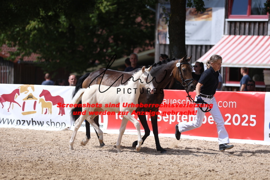 Fohlenschau_Schwäbisch_Hall_Ponys_KN 46_2 | lmwpictures - Realisiert mit Pictrs.com