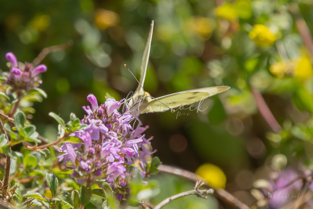 701A2322 | Sportbilder, Sportfotograf, Hochzeits- und Eventfotografin, Flugshows, Portraits und Tiershooting, Aviation, Downhill, Nationalleague, Swissleague, International