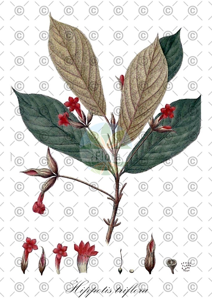 HistAbb_wfo-0001076167_1_ENZY_Simple | Historische Abbildung von Hippotis triflora - Rubiaceae | Historical Illustration of Hippotis triflora - Rubiaceae