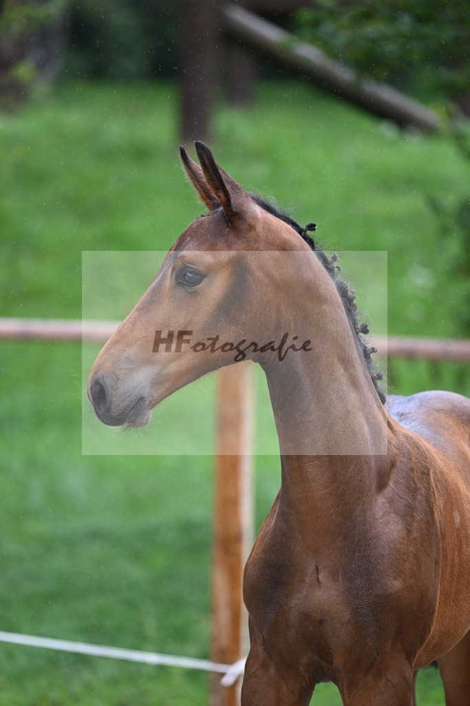Kat-Nr. 22 HF Coros_Wohlsperger_25230390 | hf-fotografie - Realizzato con Pictrs.com