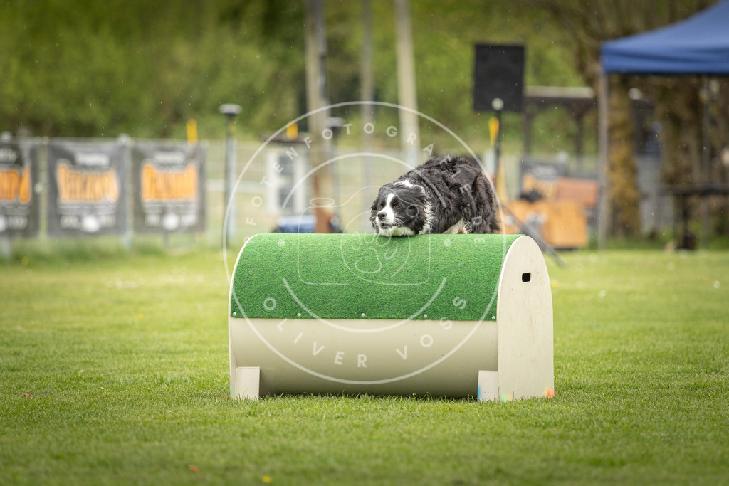 Pfotenfotografie_DV3A3245 | Hundefotografie, Tierfotograf, Pfotenfotografie, Fotoshooting Hund, Hunde Portrait, Hundesport, Hundeportraits, Heideshooting, Hunde, Sportfotograf, Hundefotograf, Turnierhundsport, THS,  - Realisiert mit Pictrs.com